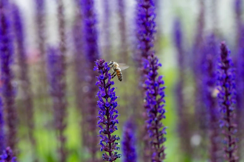 a bee flying over a purple flower in a field