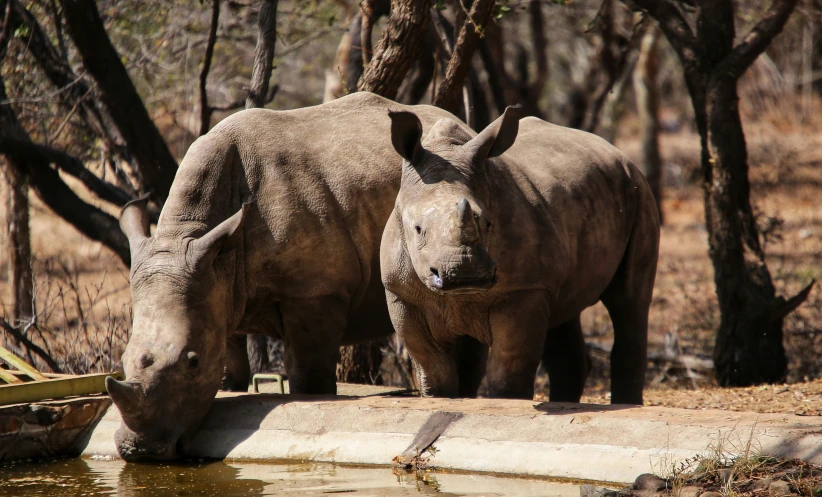 two rhinos are standing near a water trough