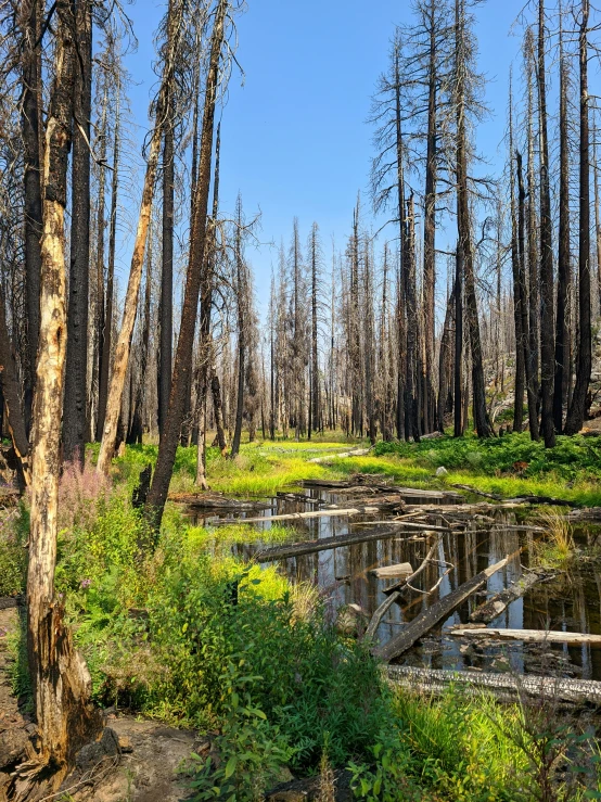 trees that are dying are standing in the forest