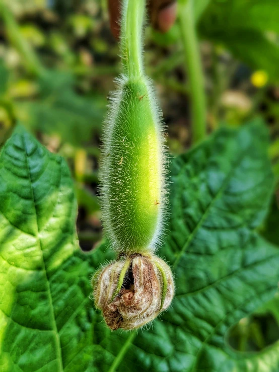 an open bud of a plant with very little leaves