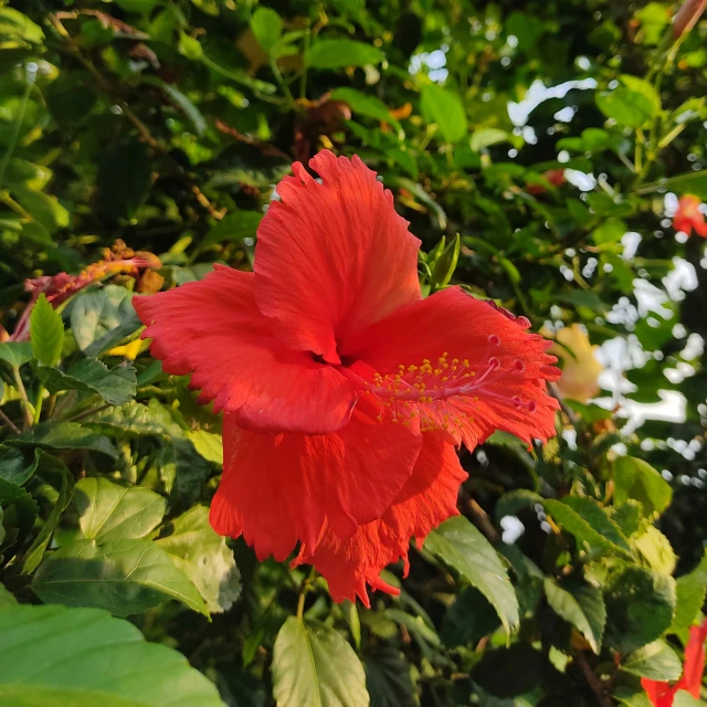 the pink flower is hanging from the tree