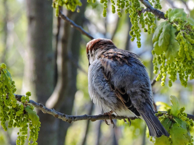 a bird that is sitting on a nch