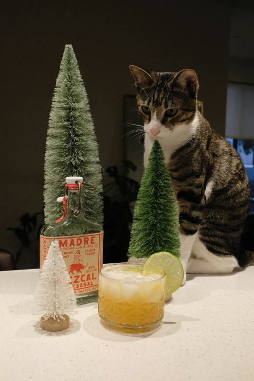 a cat sitting on top of a table with christmas decorations