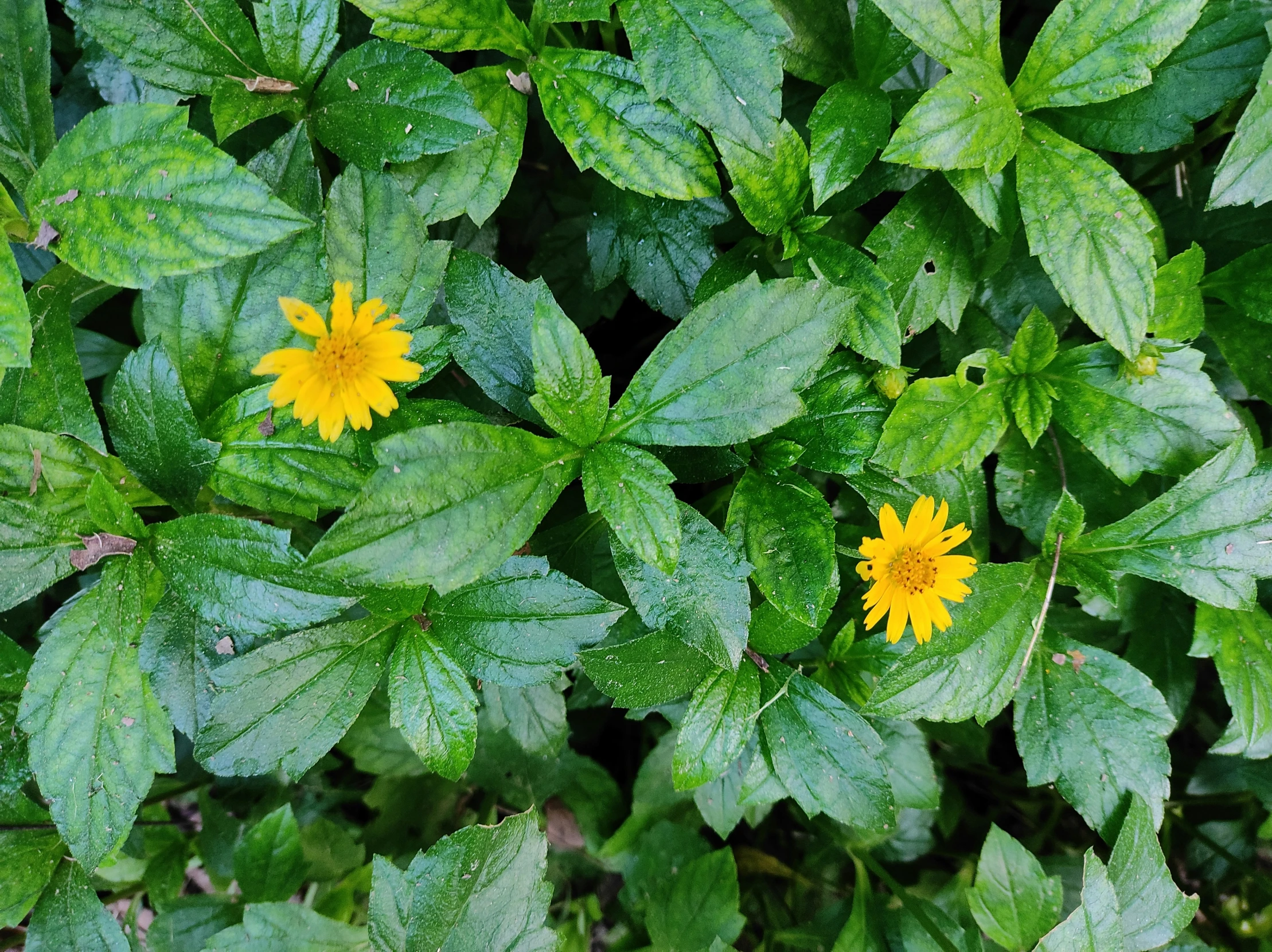 a yellow flower is surrounded by green leaves