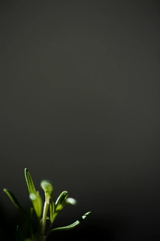 small green leaves are on the stems in a vase