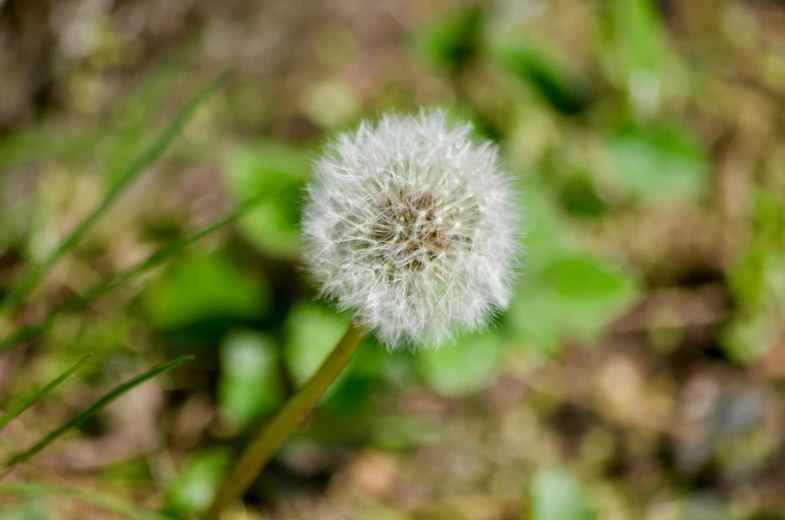 a close up of a dandelion on a plant