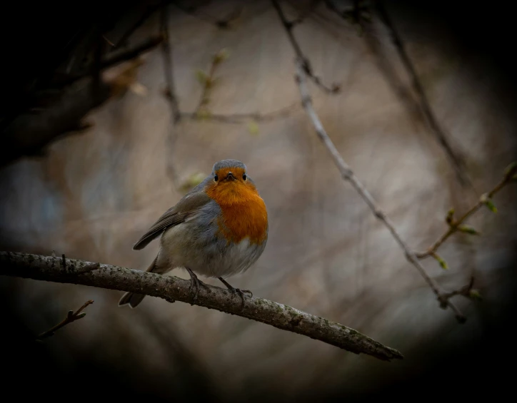 a red ed bird sitting on a nch in the woods