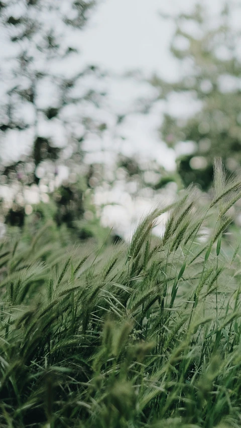 a couple of plants in some tall grass