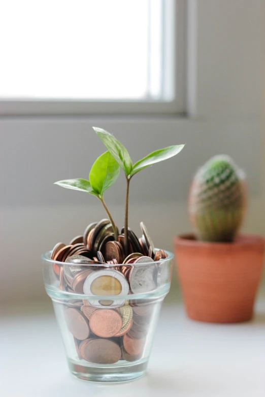 plants and coins are placed on a table
