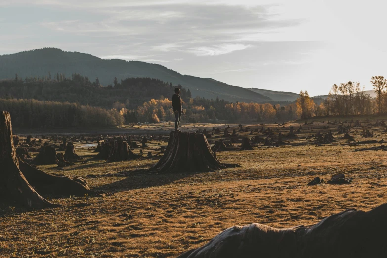 an image of a person standing on top of a stump in the wild