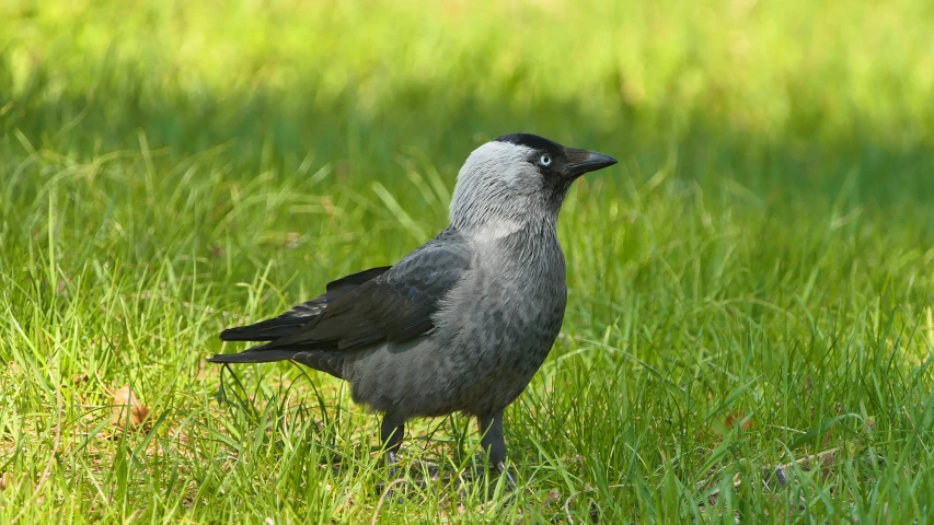 a grey bird with a black face and legs is standing in tall green grass