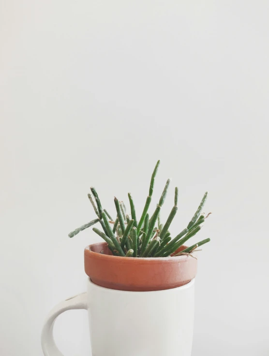 a large potted plant is sitting in a mug