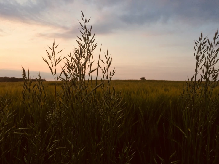 a grassy field with the sun going down