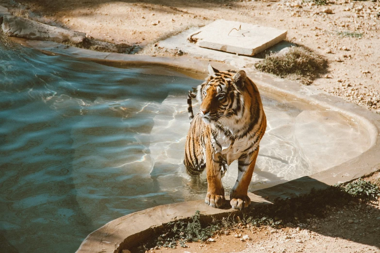 a tiger walking into a water hole with rocks around it