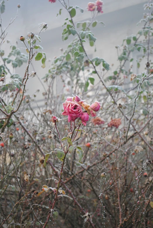 pink flowers and green leaves in a rain filled area