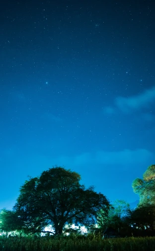 the night sky and trees on a field