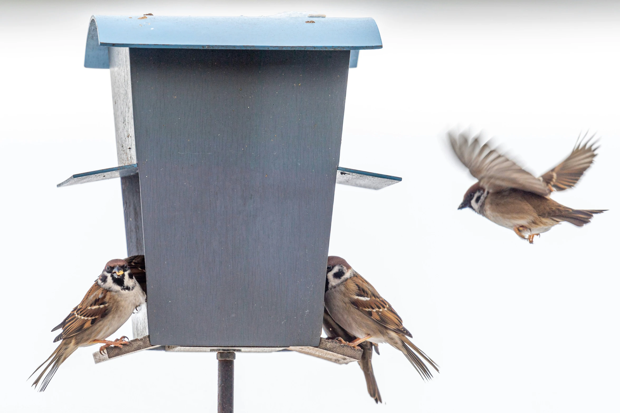 birds at the bird feeder while two birds fly near it