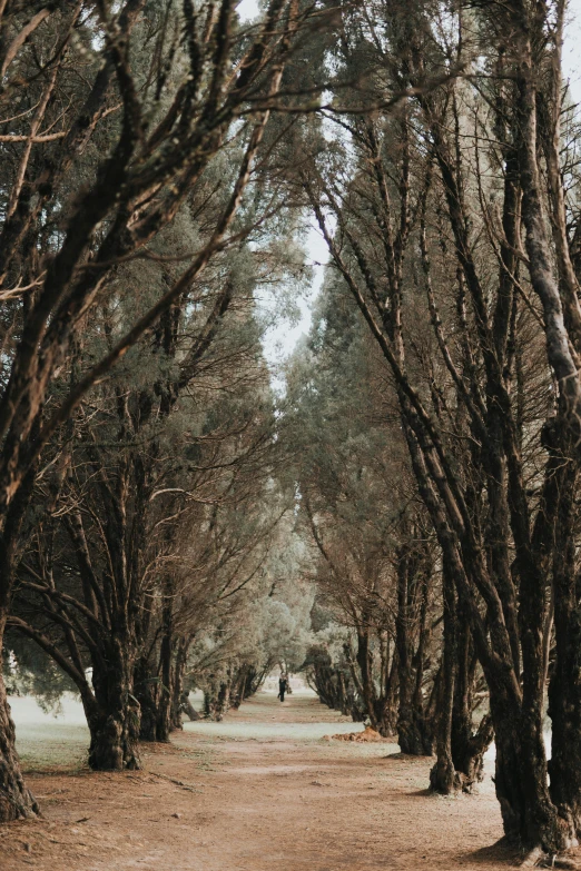 several trees are around some people and a dirt road