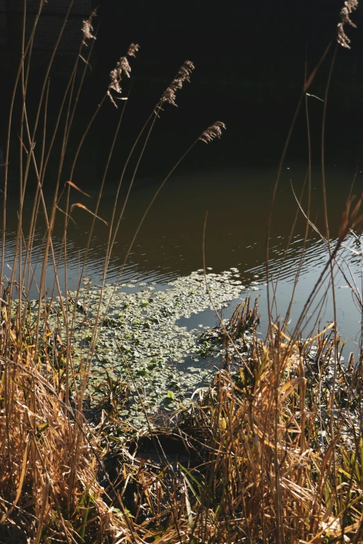 a body of water with tall grass and brown grass