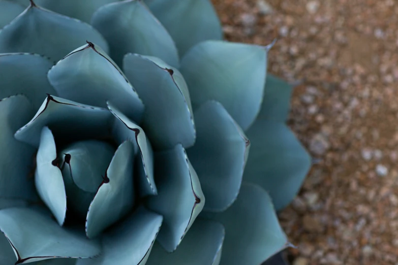 an exotic green plant growing in a rocky area