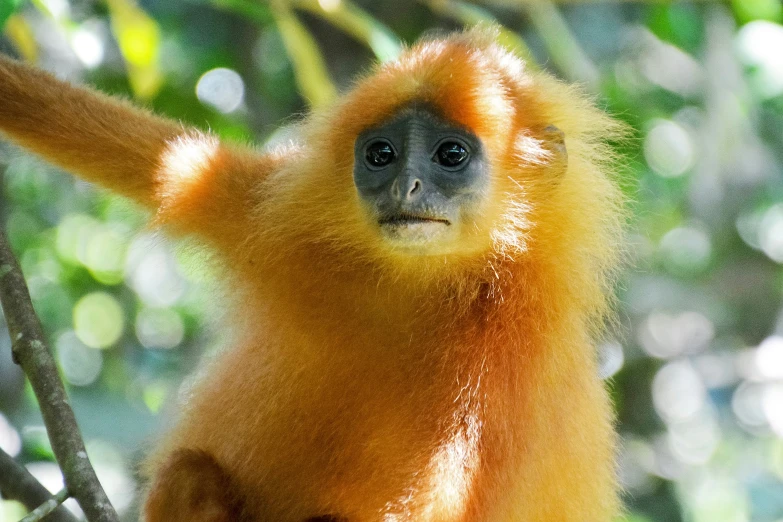 an orange monkey with long hair hanging from a tree