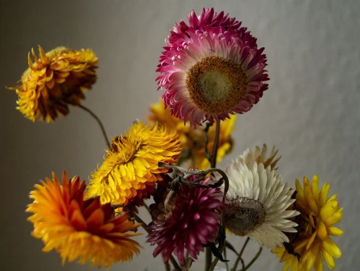 a closeup of some beautiful colored flowers