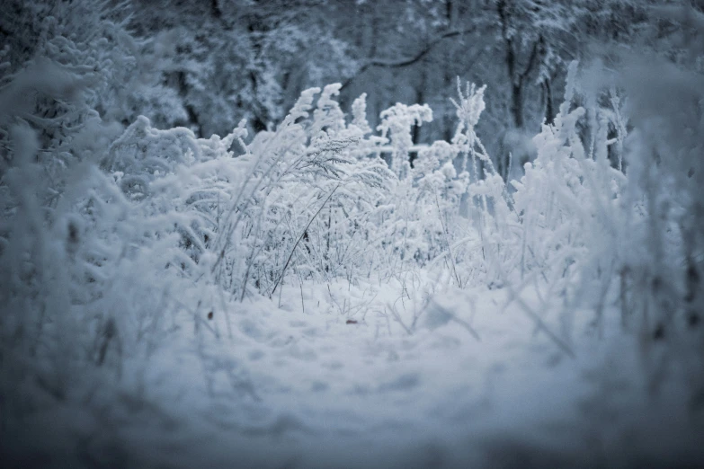 a dark scene of snow covered bushes in a forest