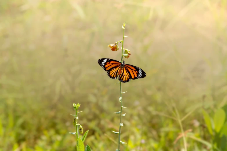 a erfly resting on a weed with green stems