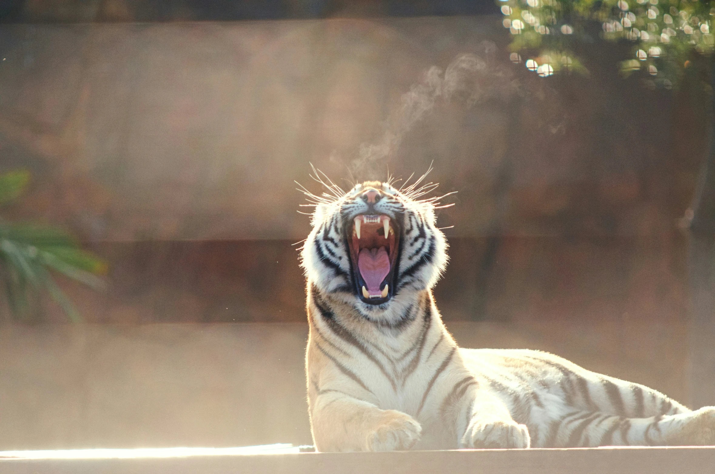 a white tiger yawns and looks upward while laying down in the sun