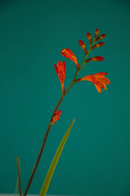 two orange flowers are in a vase