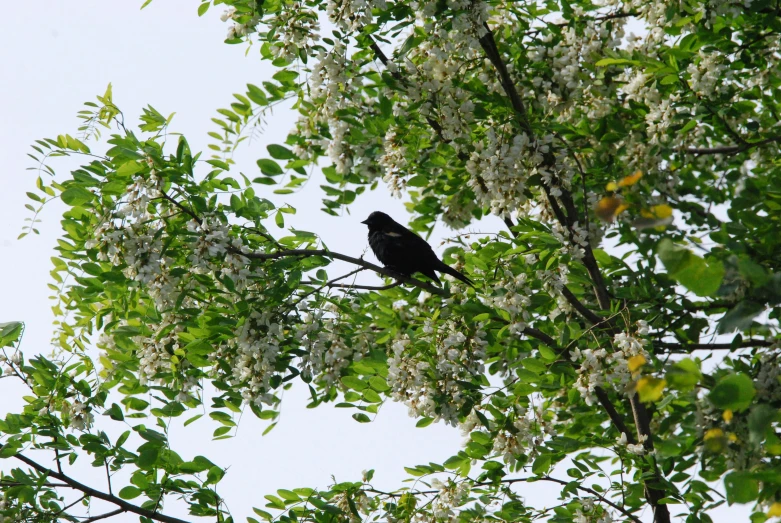 black bird sitting on top of nch with white flowers