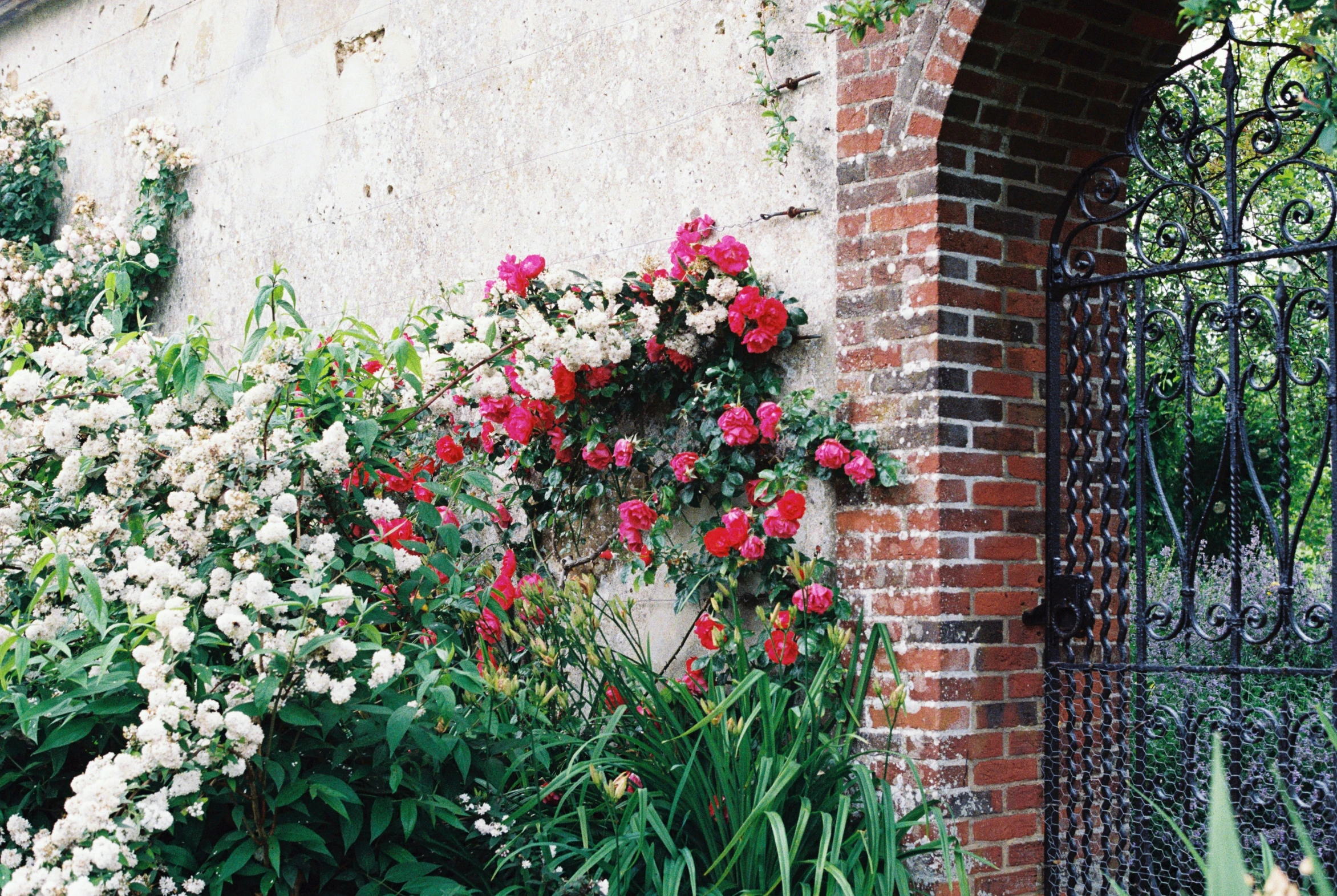 a garden wall with flowering plants around it