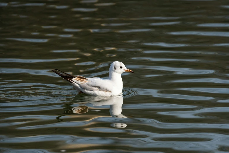 there is a small white duck that is floating on the water