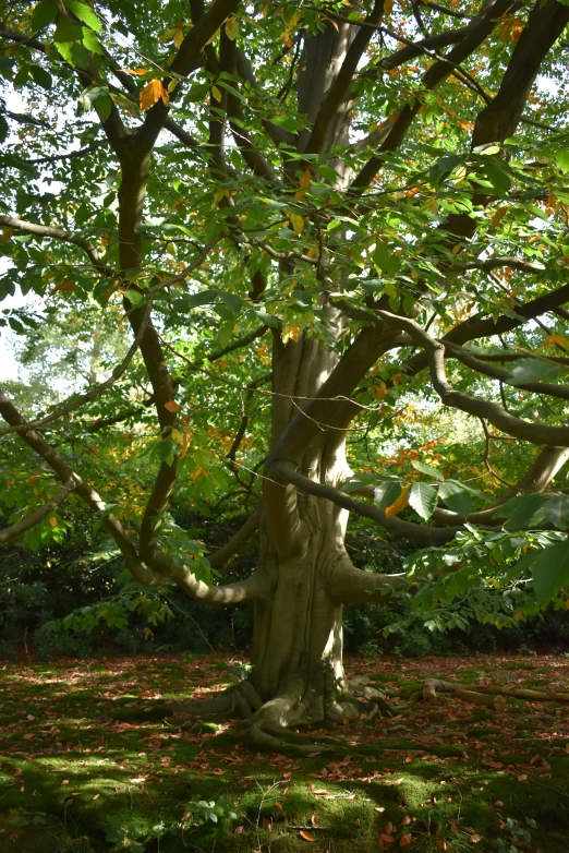 the tree has some leaves on it