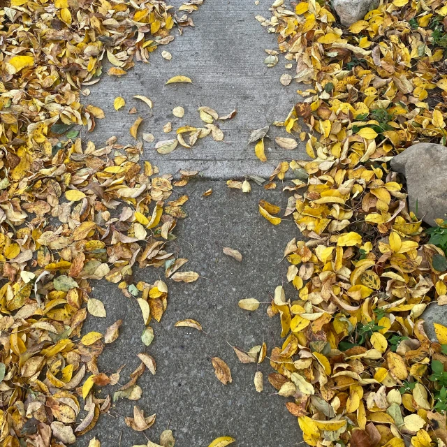 a paved walkway with leaf strewn on it