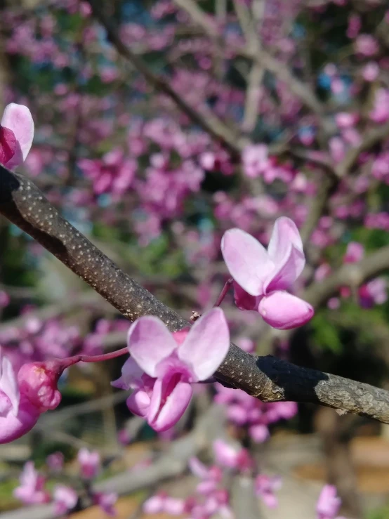 close up of pink flowers on a tree nch