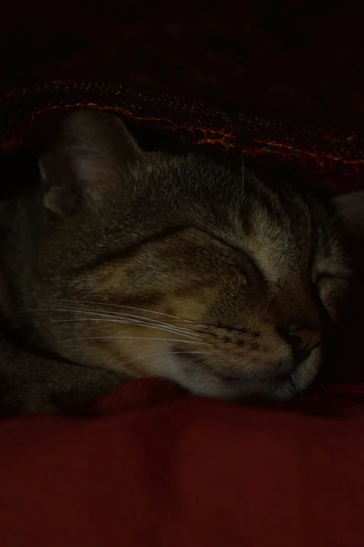 a close up of a cat laying on a red pillow