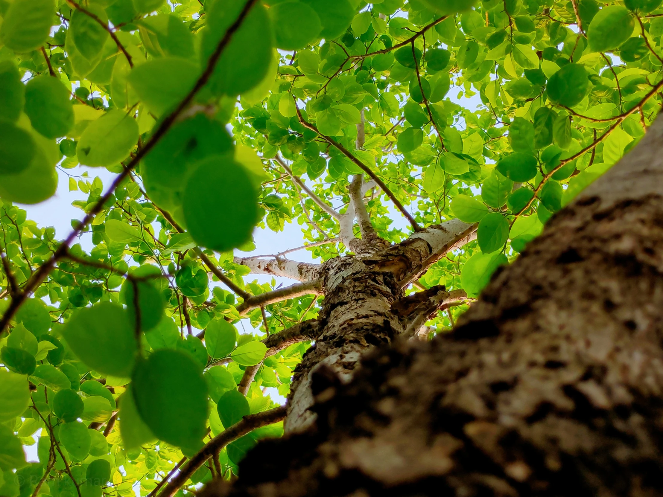 view up through the nches of a tree from below