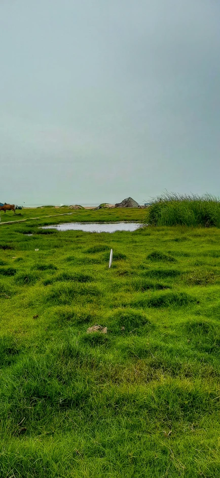 the lone white horse is grazing alone in a grassy field