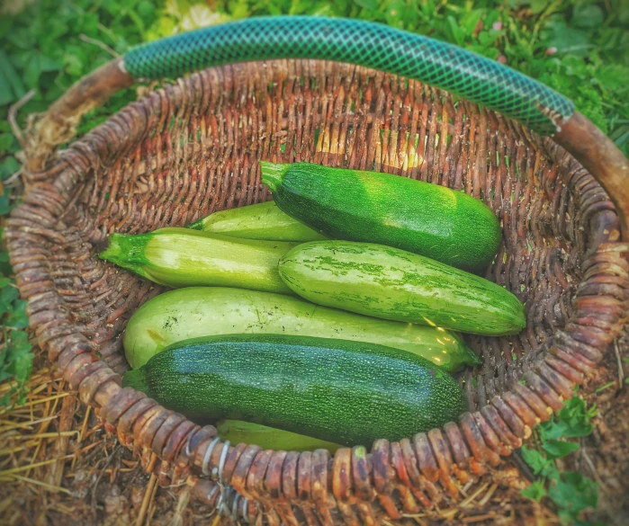 the cucumbers are arranged in a basket in the grass
