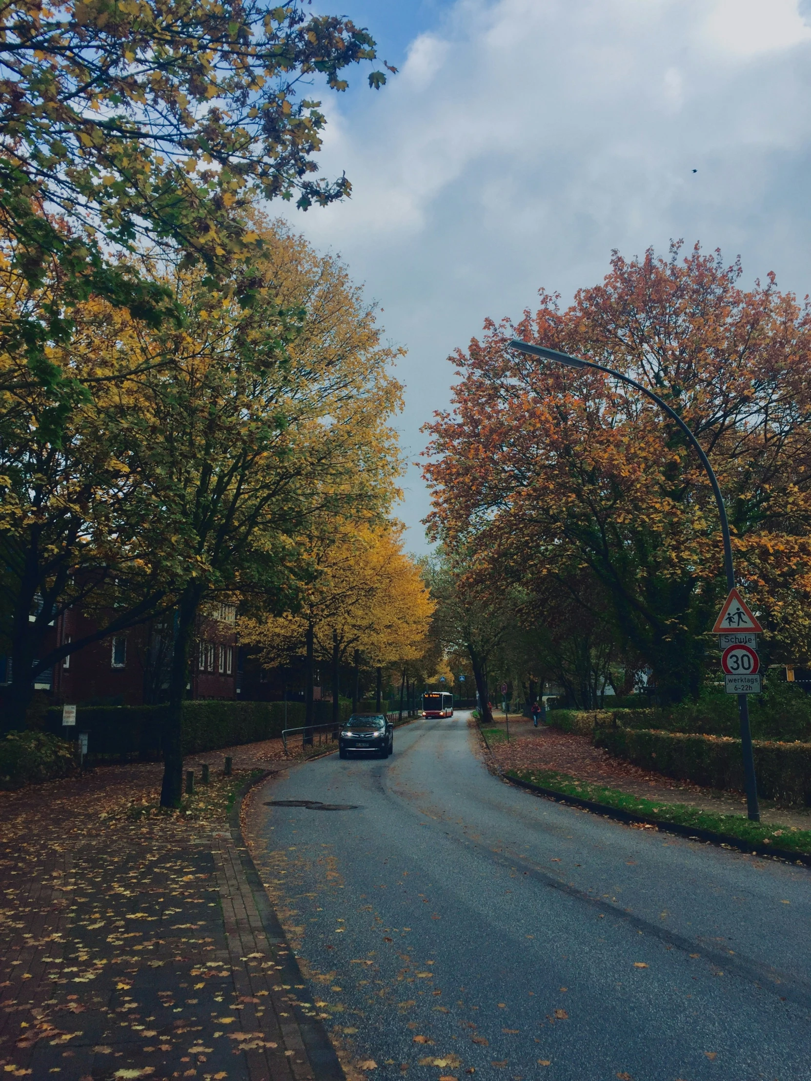 a road is filled with yellow leaves under some trees