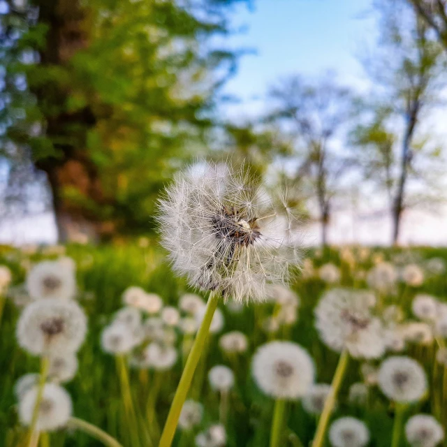 a dandelion in full bloom, with other flowers in the background