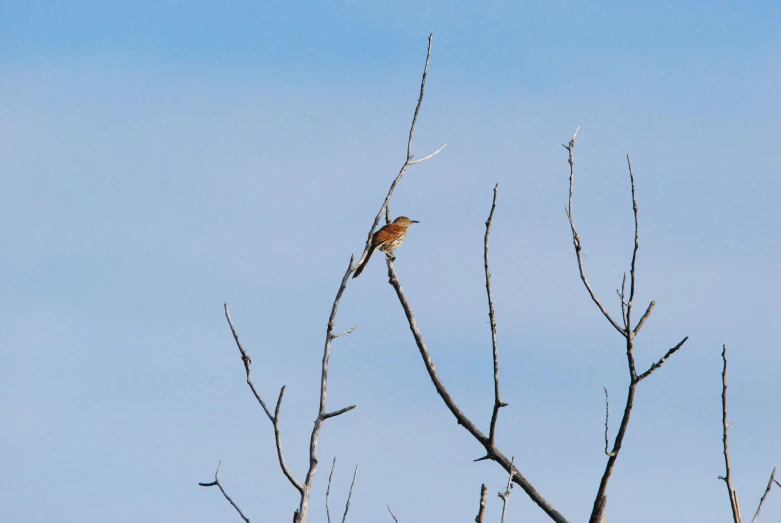 a bird perched on the top of a dead tree