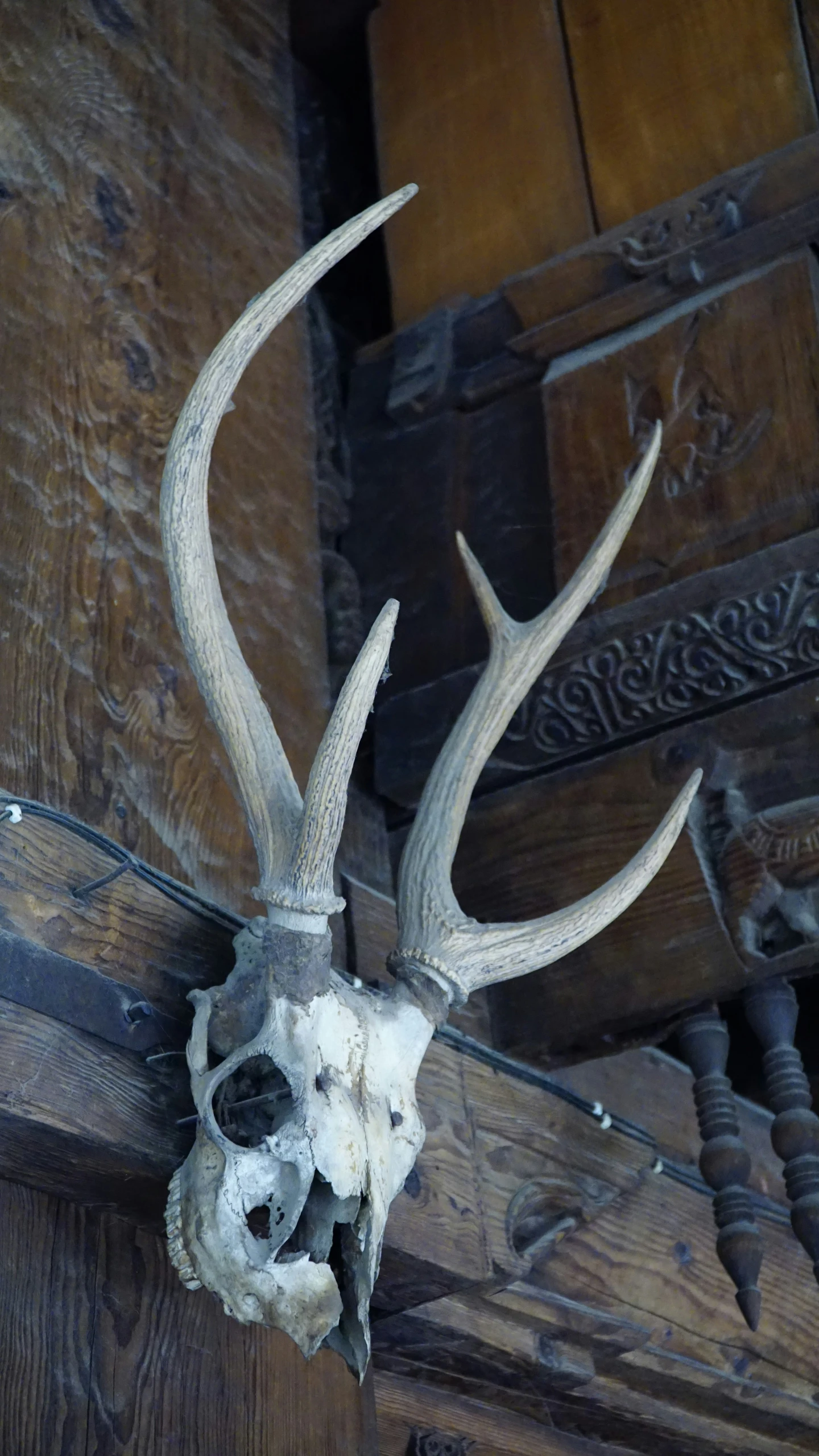 a deer's skull mounted on a wall with no visible face