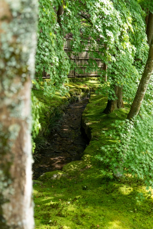 an area with trees and grass covered in moss