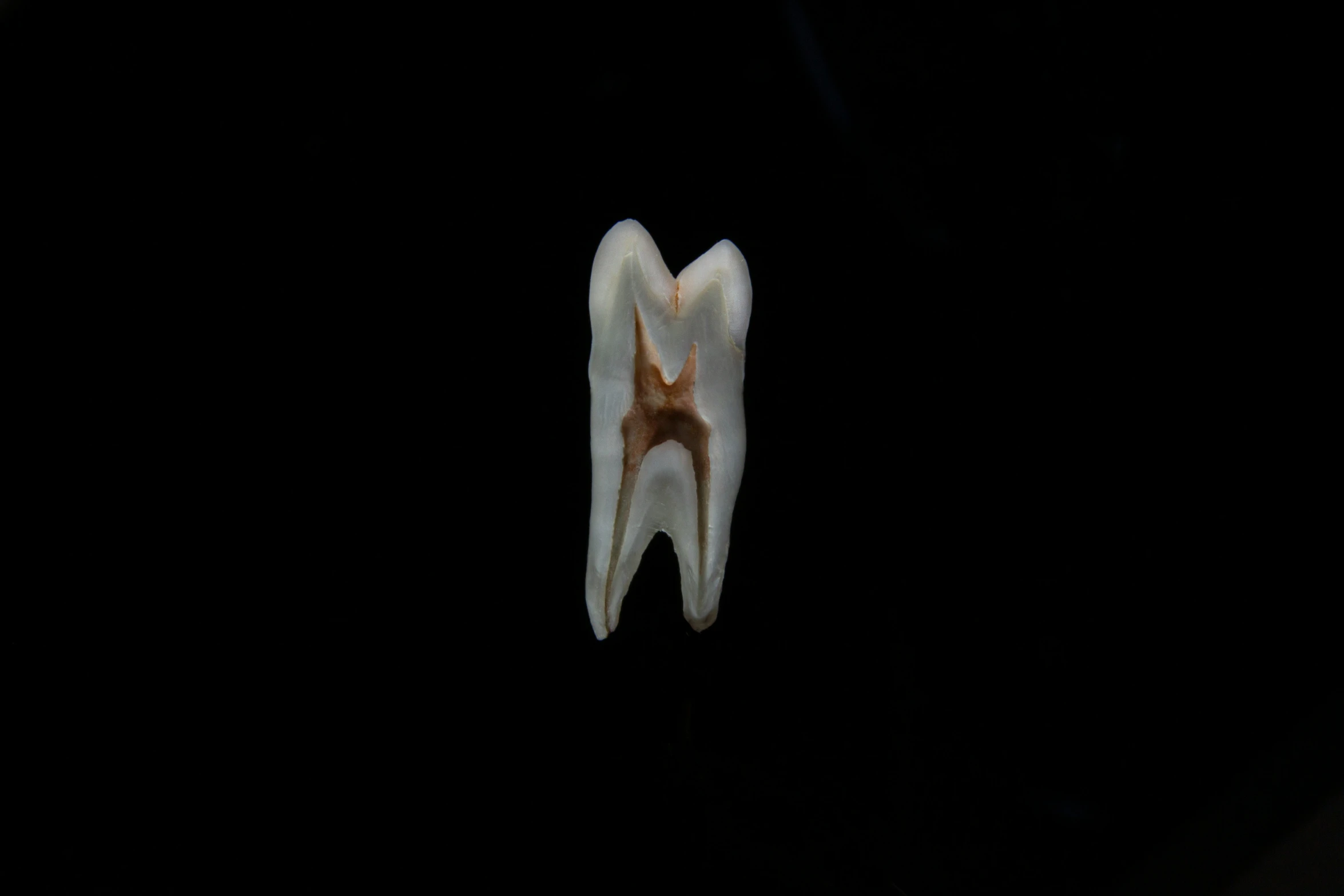 an unusual shaped tooth is hanging in the dark