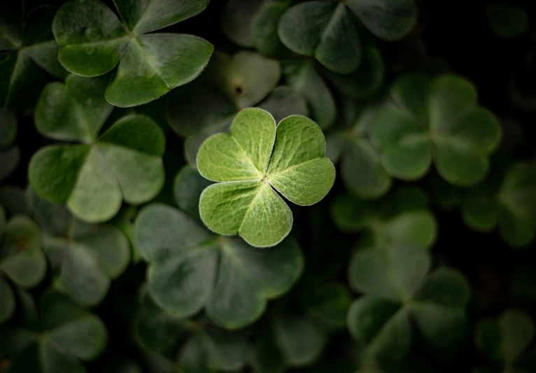 four leaf clover in the midst of several leaves