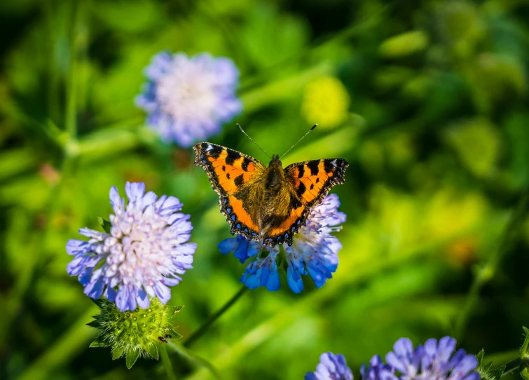 a erfly that is sitting on some flowers