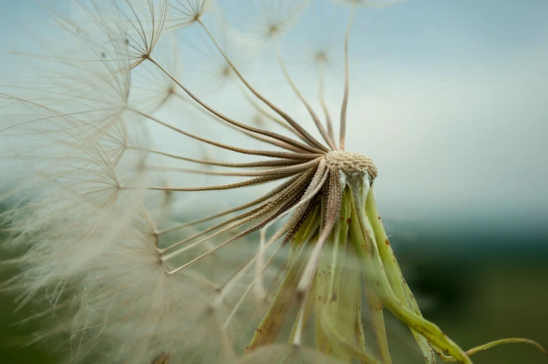 the dandelion has long seeds and a very long blade