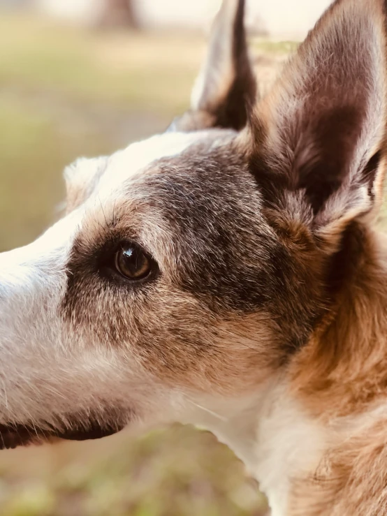 close up of a dog's face with grassy field in the background